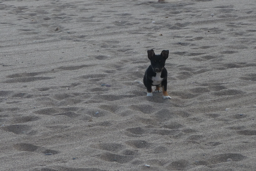 Bella liebt den Strand...