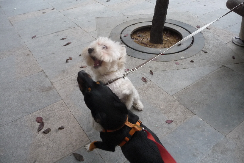Nach der langen Zeit des schlechten Wetters in Italien, macht das Spielen mit anderen Hunden, besonders viel Spaß...