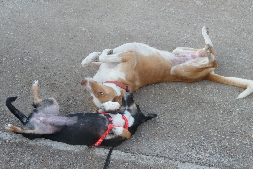 Bella animierte fast jeden Hund, sich wie Sie auf den Rücken zu legen, so auch Carlos wie wir diesen Podenco später nannten.