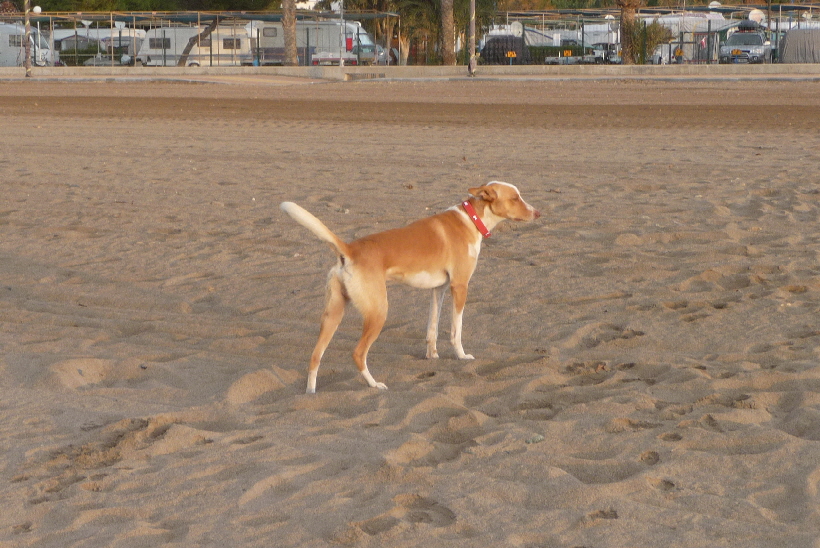 Den Strand besucht Carlos häufiger, er verträgt sich super mit anderen Hunden...