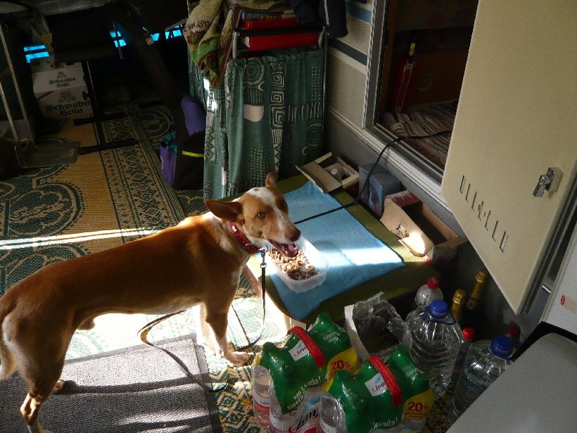 Carlos ist es als freilaufender Hund gewohnt, immer zu fressen, wenn es etwas gibt.