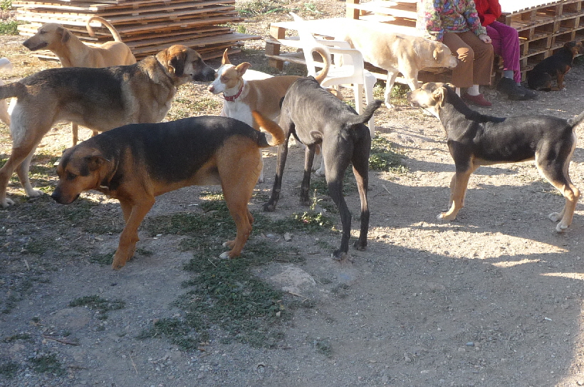 Bei Barbara Giel kommt Carlos mit den anderen Hunden wunderbar klar, Mich freut das sehr.
