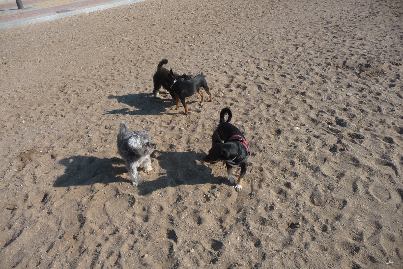 Mit Marie und 2 anderen spanischen Hunden, lässt sich toll am Strand spielen.