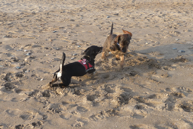 Mit dem neuen Hund Paul, kann man auch am Strand...