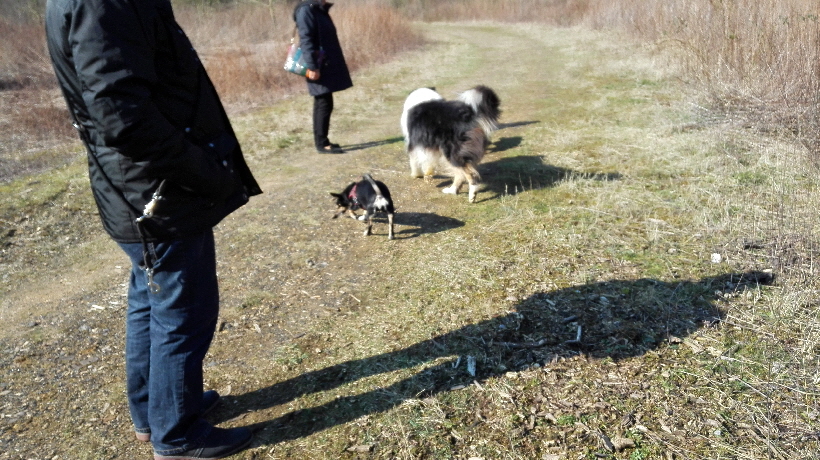 ...Wir treffen neue Hunde zum Beispiel am Freudenberg...