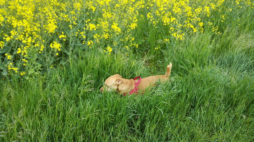 Mai 2015: Wiir sind in Ratzeburg, dort gibt es schönes leckeres Gras.