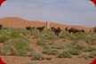 Mit diesen Kamelen ziehen Touristen durch die Wüste