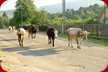In Sapanta kommen und gehen die Kühe völlig selbstständig zur Weide