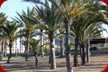 Palmen am Strand in Playa Honda 300 Meter vom Campingplatz