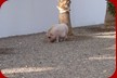Dieses Schwein entdeckten wir ca. 250 Meter vom Stadtkern, auf einem frei zugänglichem Gelände.