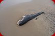 Ein trauriger Anblick, ein kleiner toter Wal liegt am Strand.
